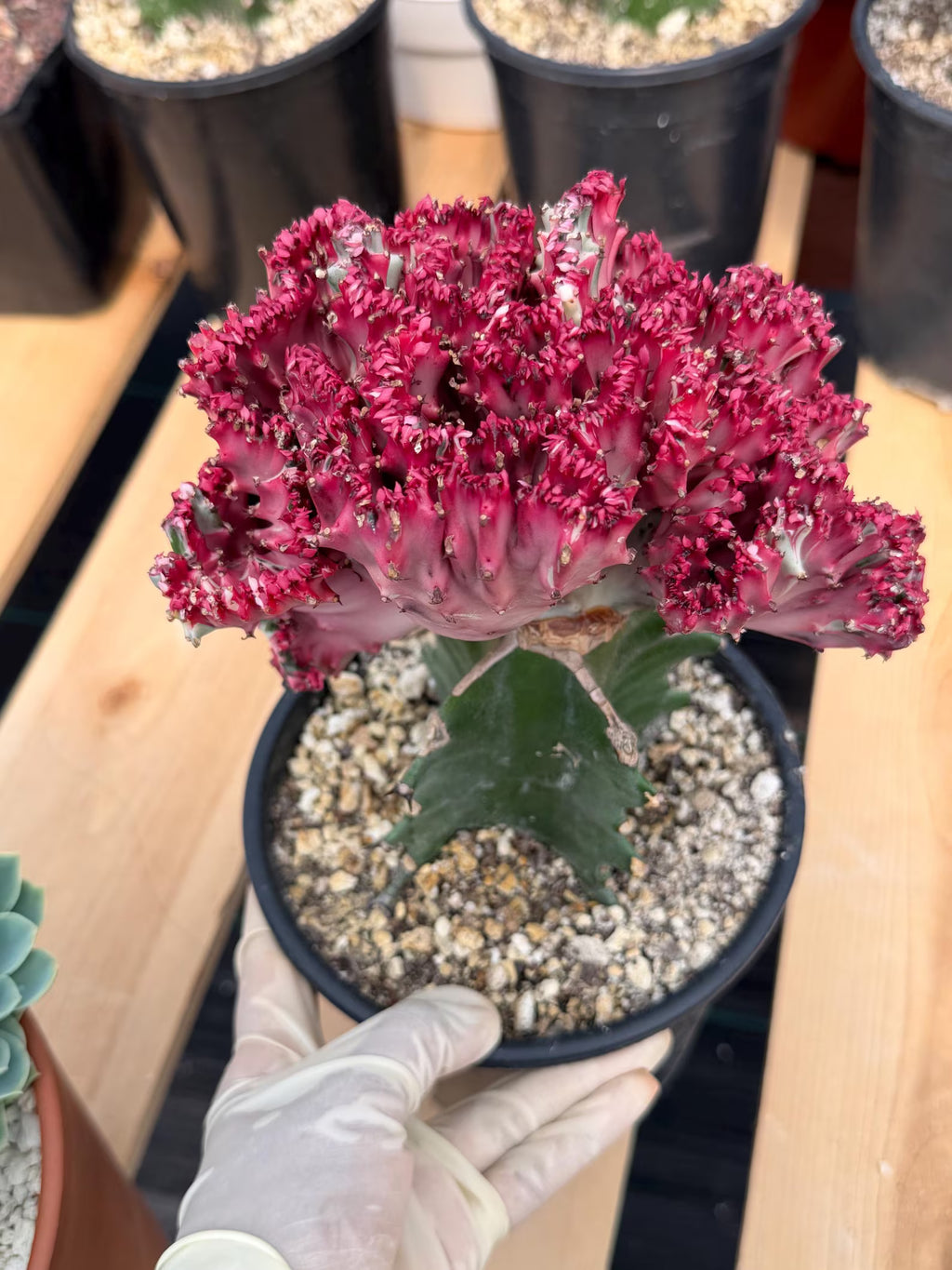Crested Coral Cactus (Euphorbia lactea) #9 | Rare Ocean Coral Succulent | Live Crested Euphorbia Plant