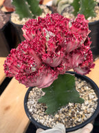 Crested Coral Cactus (Euphorbia lactea) #9 | Rare Ocean Coral Succulent | Live Crested Euphorbia Plant