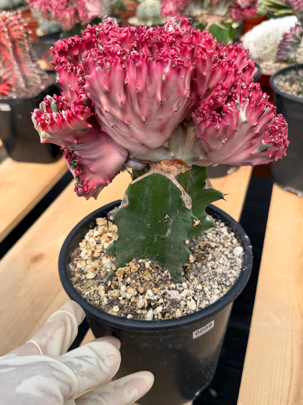 Crested Coral Cactus (Euphorbia lactea) #9 | Rare Ocean Coral Succulent | Live Crested Euphorbia Plant