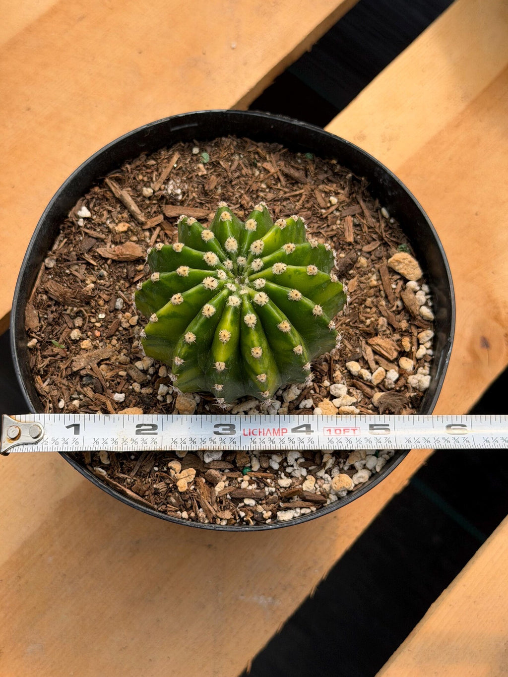 Variegated Easter Lily Cactus Cluster #482 | Rare Pink Flower Live Plant