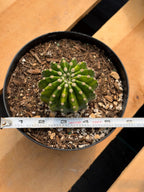 Variegated Easter Lily Cactus Cluster #482 | Rare Pink Flower Live Plant