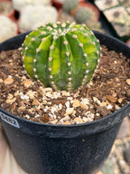 Variegated Easter Lily Cactus Cluster #482 | Rare Pink Flower Live Plant