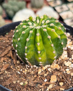 Variegated Easter Lily Cactus Cluster #482 | Rare Pink Flower Live Plant