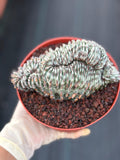 Crested Euphorbia Confinalis Grafted | Rare Live Collector Succulent #330