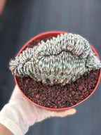 Crested Euphorbia Confinalis Grafted | Rare Live Collector Succulent #330