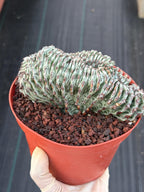 Crested Euphorbia Confinalis Grafted | Rare Live Collector Succulent #330