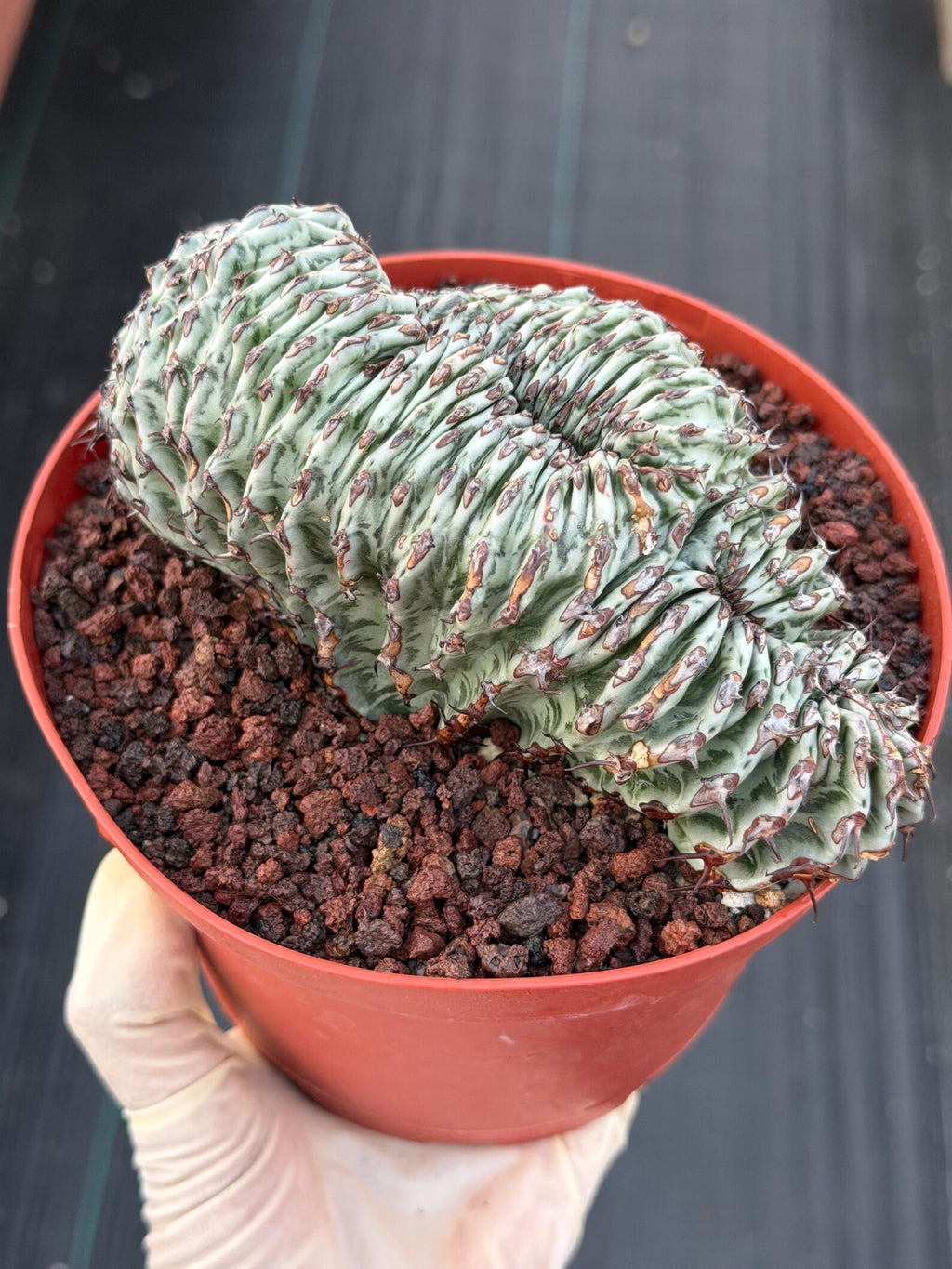 Crested Euphorbia Confinalis Grafted | Rare Live Collector Succulent #330