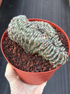 Crested Euphorbia Confinalis Grafted | Rare Live Collector Succulent #330