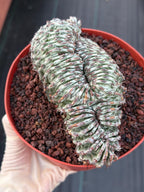 Crested Euphorbia Confinalis Grafted | Rare Live Collector Succulent #330