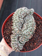 Crested Euphorbia Confinalis Grafted | Rare Live Collector Succulent #330