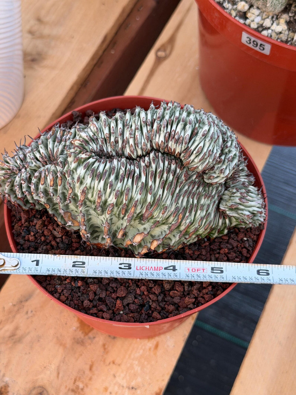 Crested Euphorbia Confinalis Grafted | Rare Live Collector Succulent #330