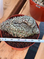 Crested Euphorbia Confinalis Grafted | Rare Live Collector Succulent #330