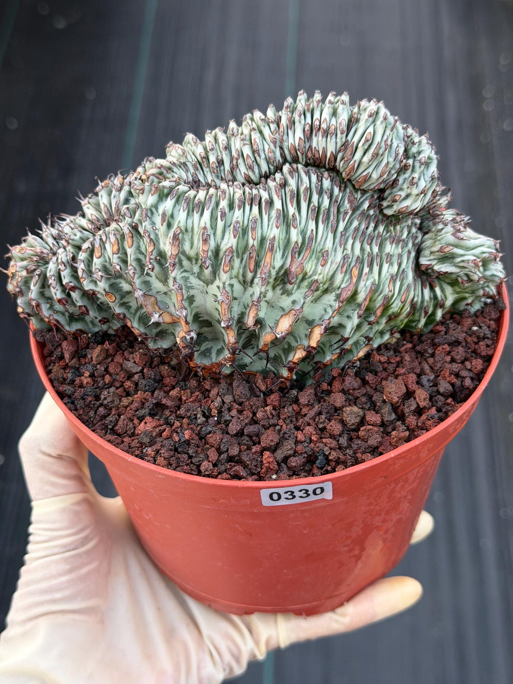 Crested Euphorbia Confinalis Grafted | Rare Live Collector Succulent #330