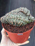 Crested Euphorbia Confinalis Grafted | Rare Live Collector Succulent #330