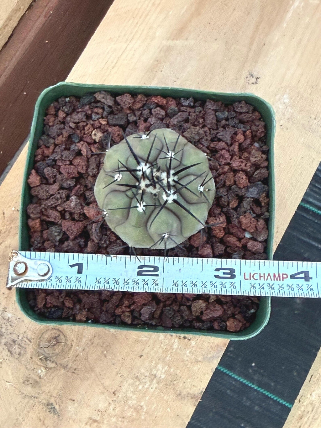 Copiapoa Cinerea Rare Seed Grown Live Cactus – Exact Collector Plant #317