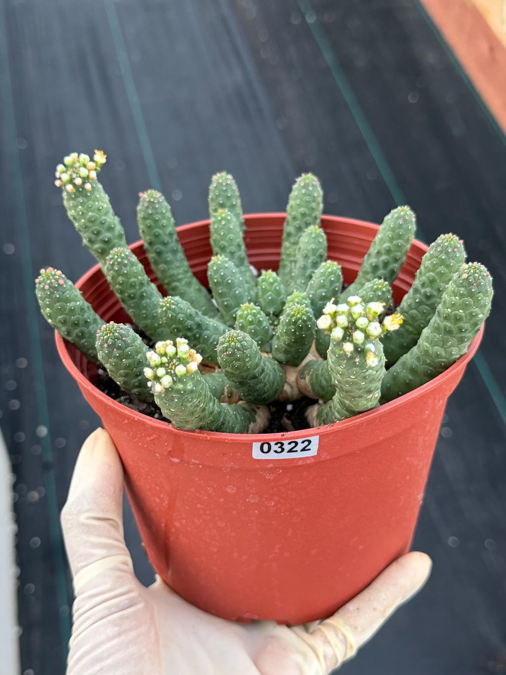 6" Euphorbia Medusa Inermis | Rare Medusa Cactus | Live Plant