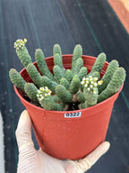 6" Euphorbia Medusa Inermis | Rare Medusa Cactus | Live Plant