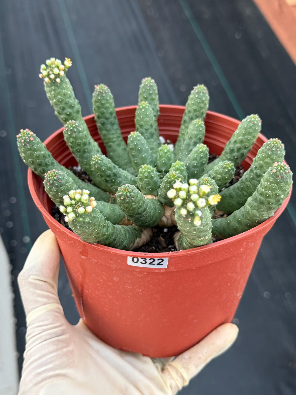 6" Euphorbia Medusa Inermis | Rare Medusa Cactus | Live Plant
