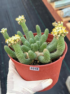 6" Euphorbia Medusa Inermis | Rare Medusa Cactus | Live Plant