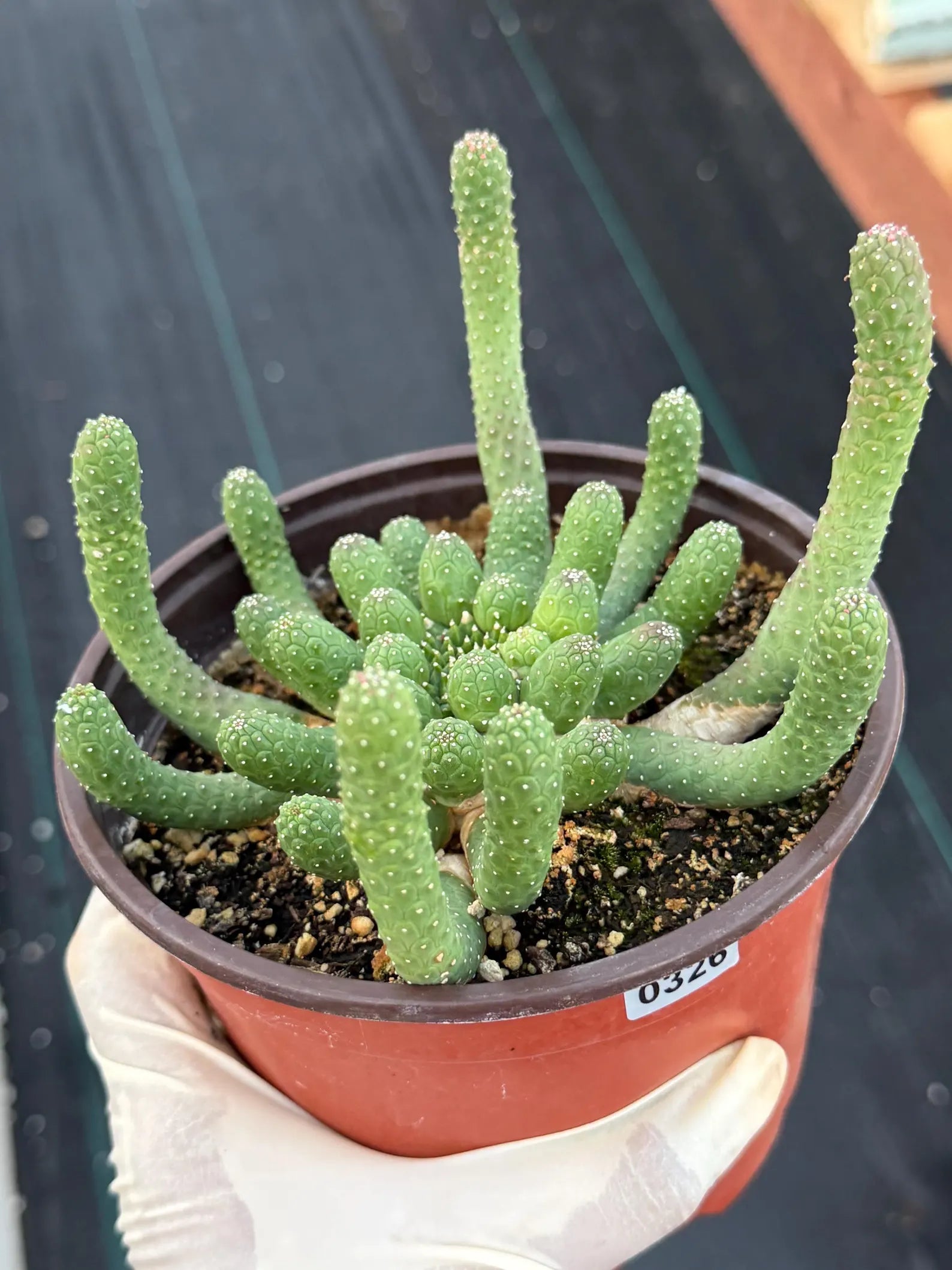 Euphorbia Medusa Inermis | Rare Live Succulent #326