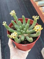 6" Euphorbia Medusa Inermis | Rare Medusa Cactus | Live Plant