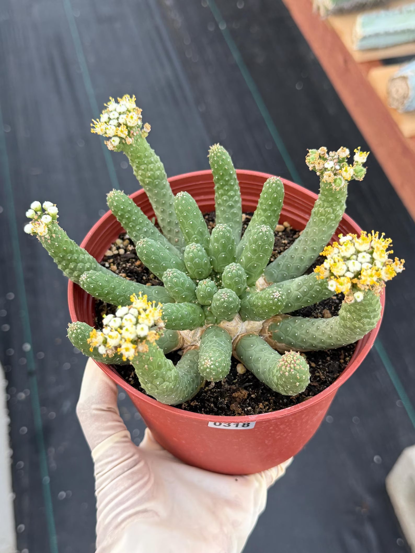 6" Euphorbia Medusa Inermis | Rare Medusa Cactus | Live Plant