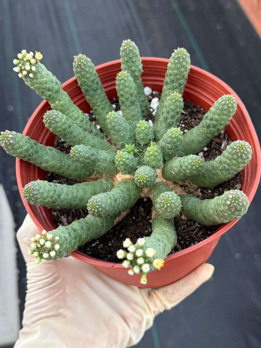 6" Euphorbia Medusa Inermis | Rare Medusa Cactus | Live Plant