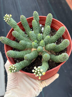6" Euphorbia Medusa Inermis | Rare Medusa Cactus | Live Plant