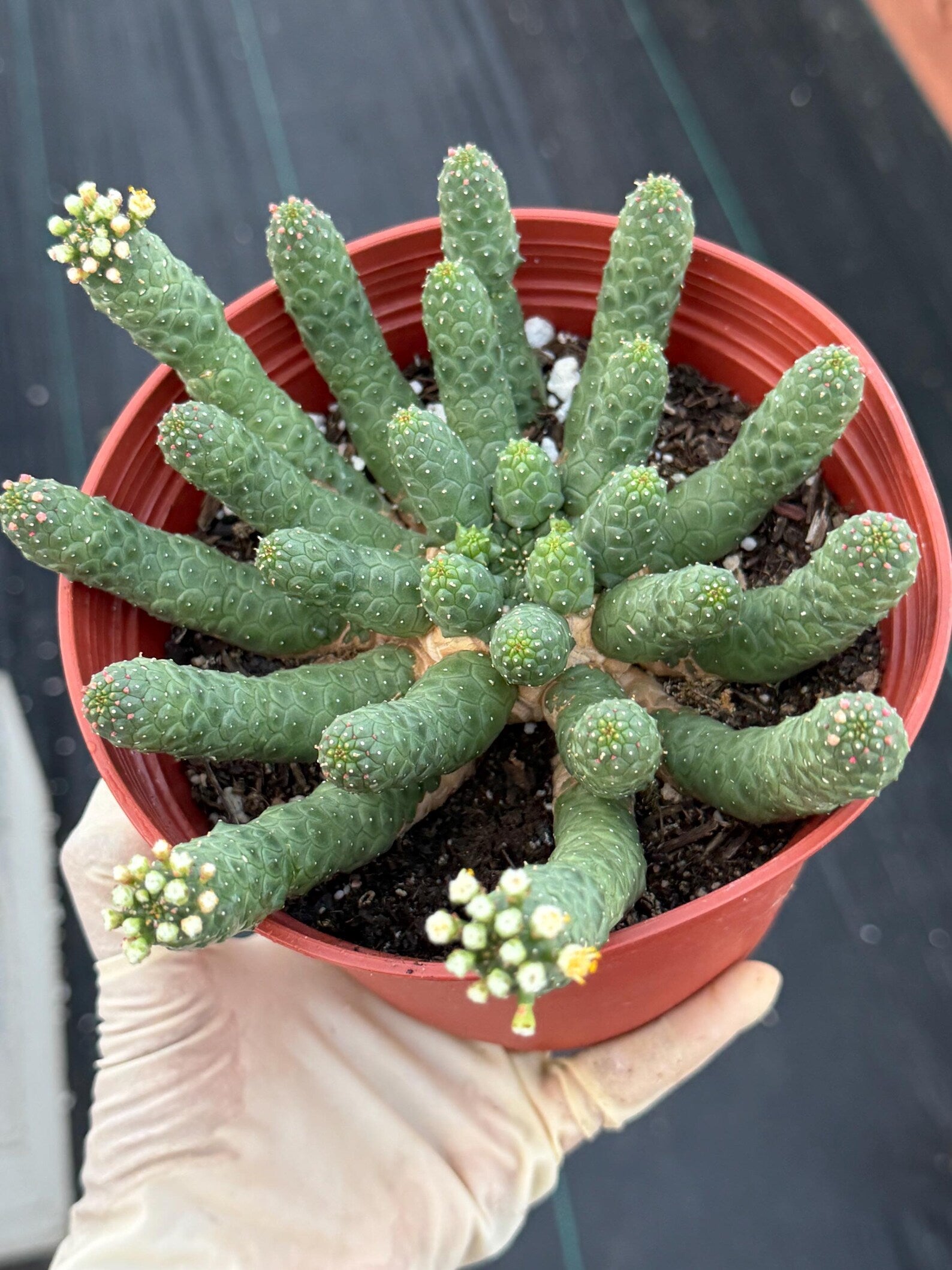 6" Euphorbia Medusa Inermis | Rare Medusa Cactus | Live Plant