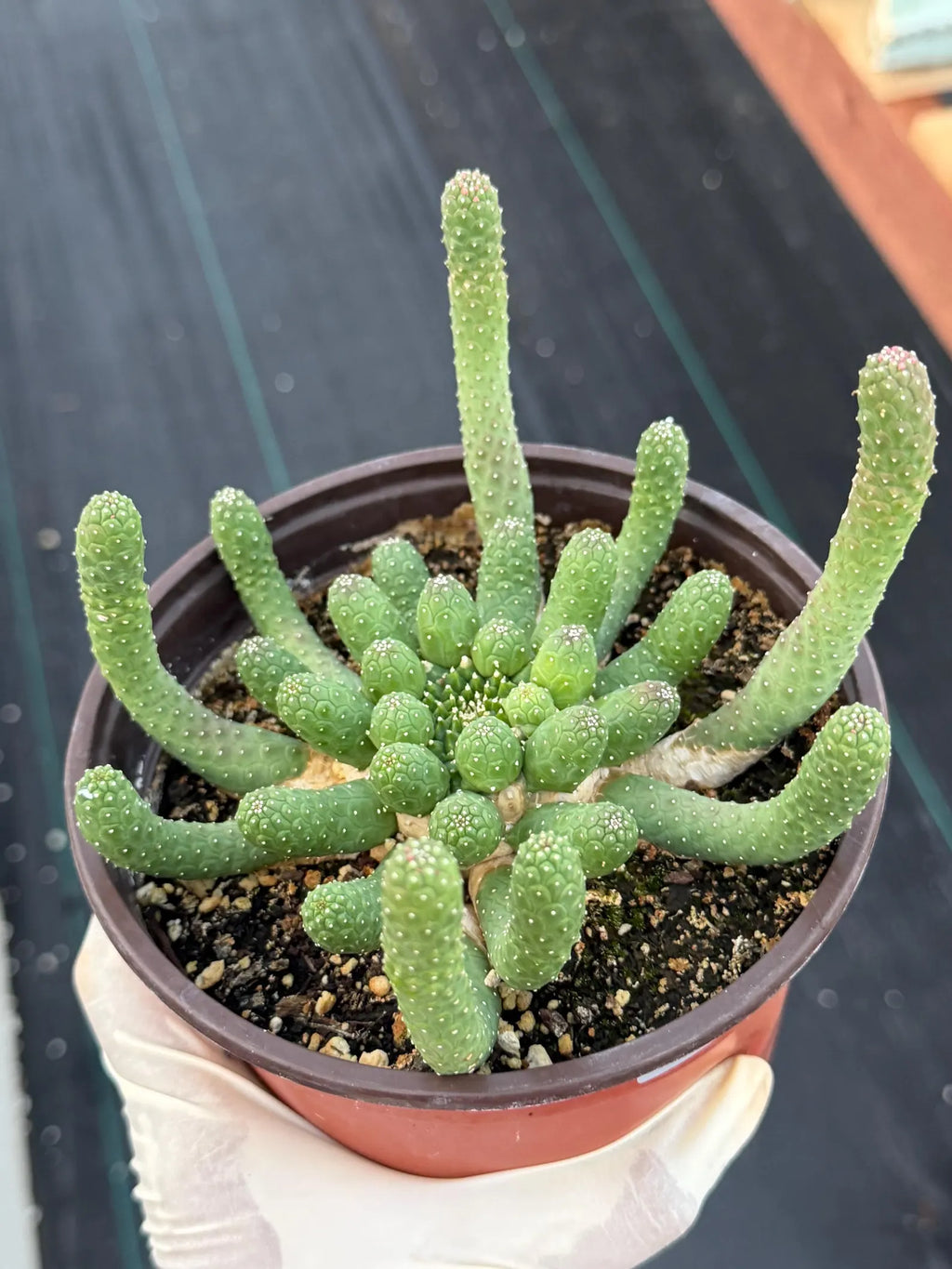 Euphorbia Medusa Inermis | Rare Live Succulent #326