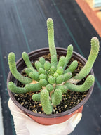 Euphorbia Medusa Inermis | Rare Live Succulent #326