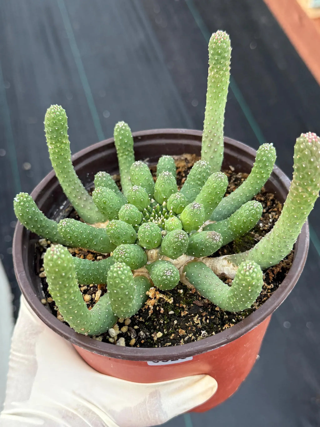 Euphorbia Medusa Inermis | Rare Live Succulent #326