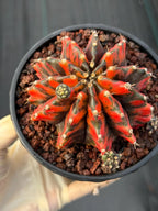 Variegated Gymnocalycium Black Pearl | Rare Live Collector Cactus #189