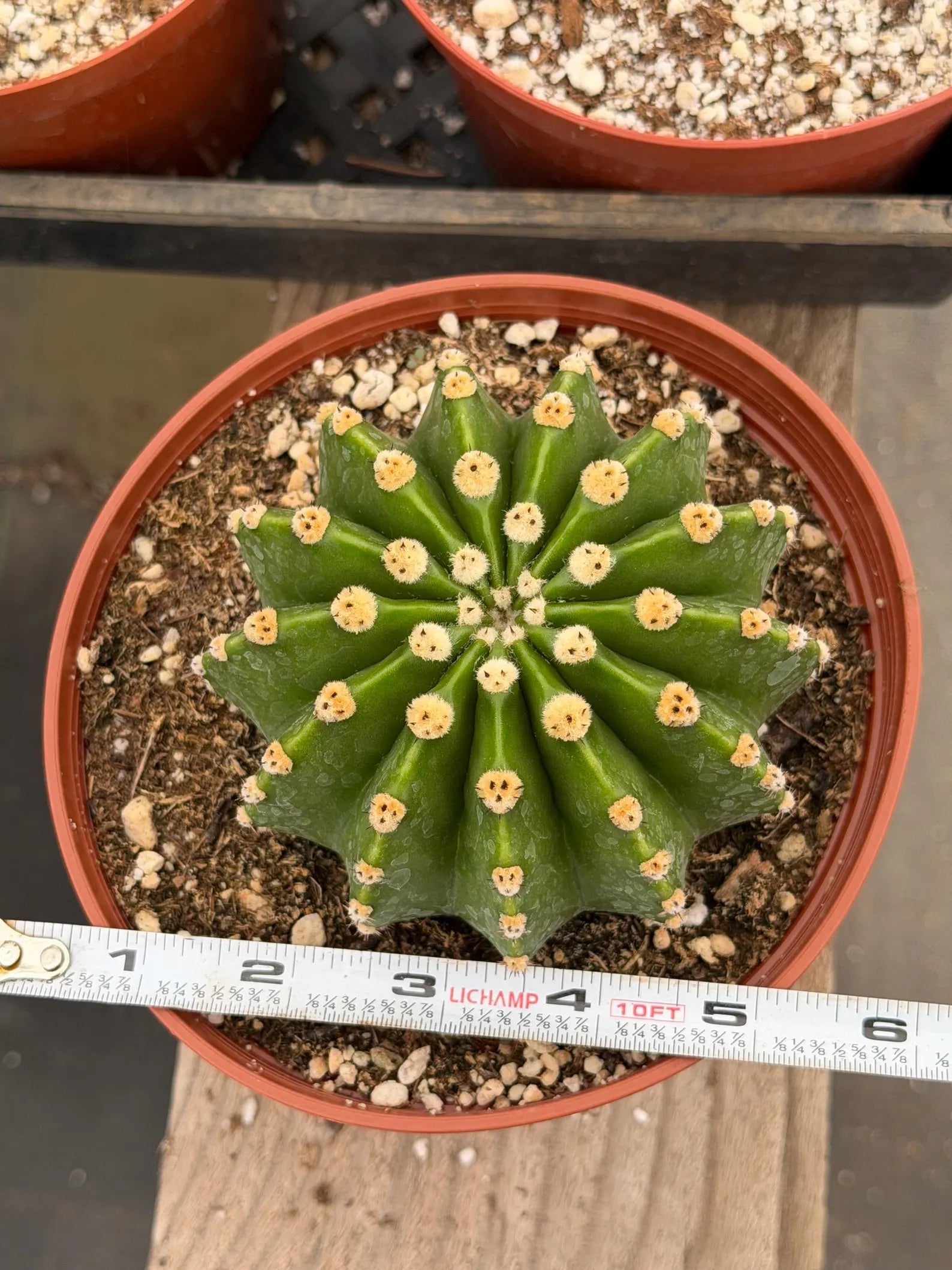 Rare Echinopsis Subdenudata Easter Lily Cactus | Live Succulent Plant #822