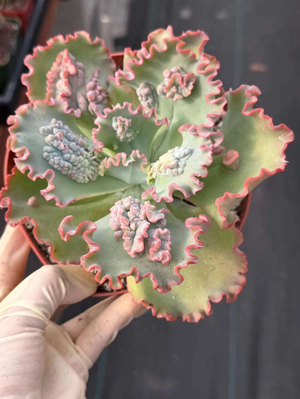 Echeveria Sea Dragon 6” | Large Live Succulent