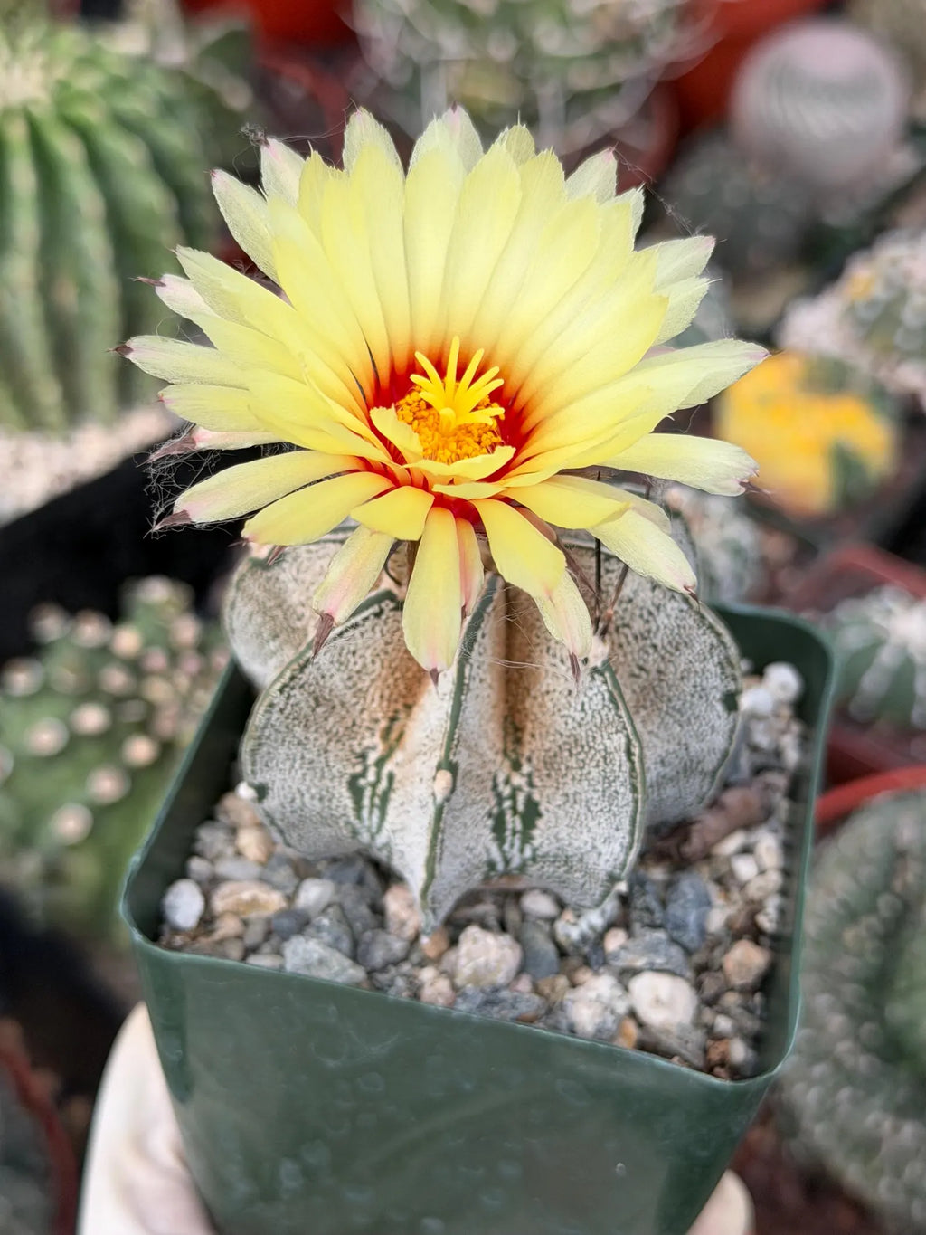 Astrophytum capricorne Live Cactus | Rare 3.5-Inch Cactus Plant