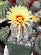 Astrophytum capricorne Live Cactus | Rare 3.5-Inch Cactus Plant