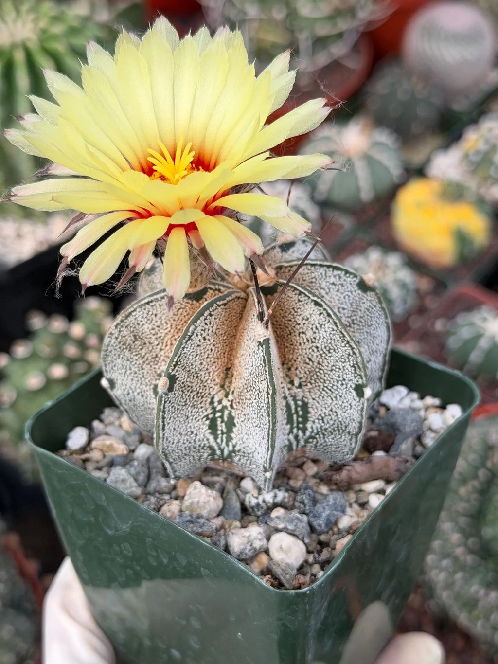 Astrophytum capricorne Live Cactus | Rare 3.5-Inch Cactus Plant