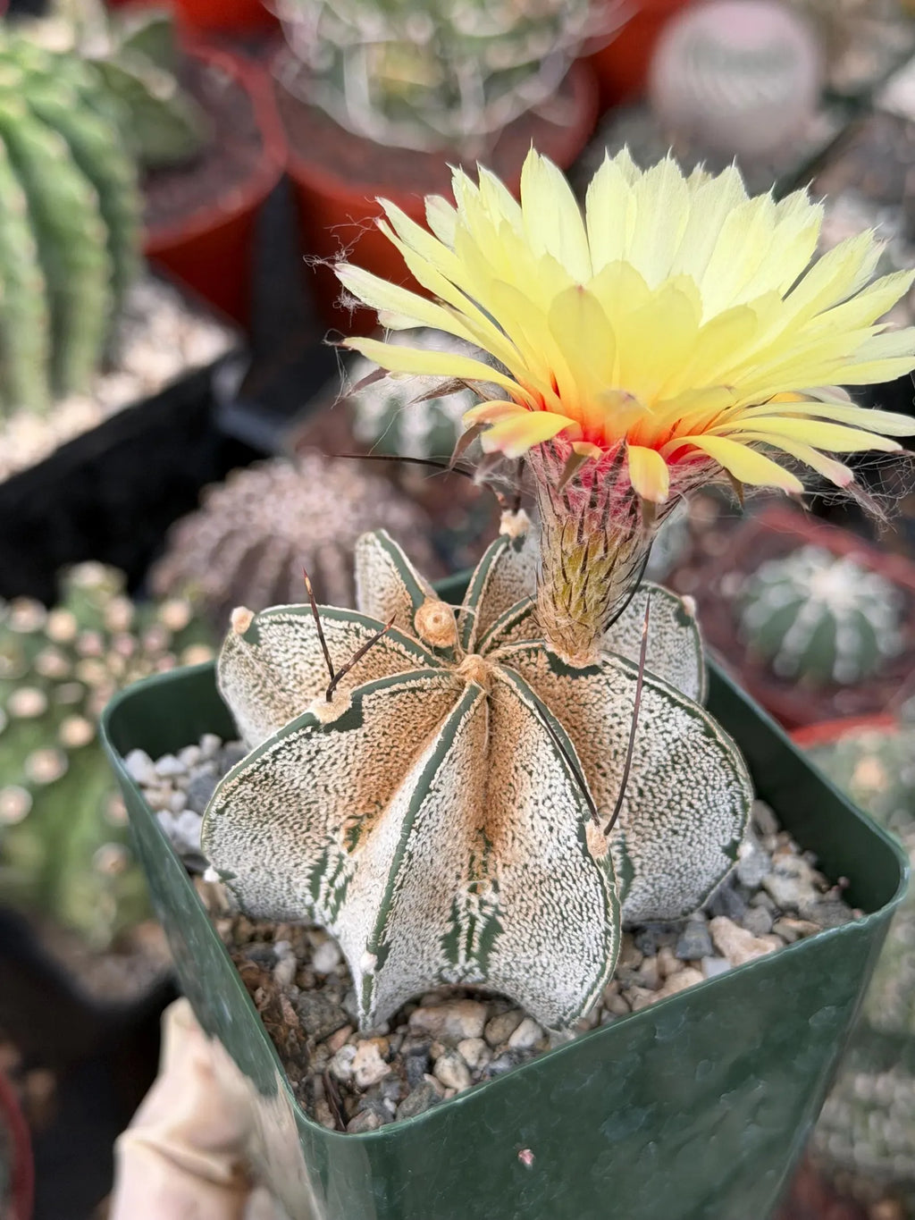 Astrophytum capricorne Live Cactus | Rare 3.5-Inch Cactus Plant