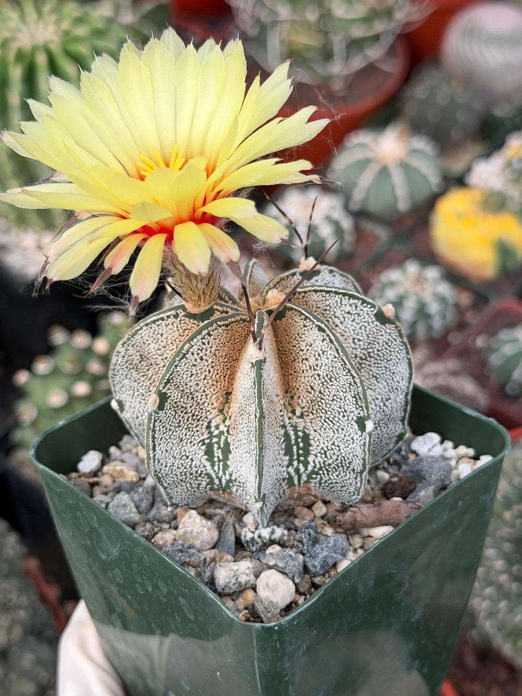 Astrophytum capricorne Live Cactus | Rare 3.5-Inch Cactus Plant
