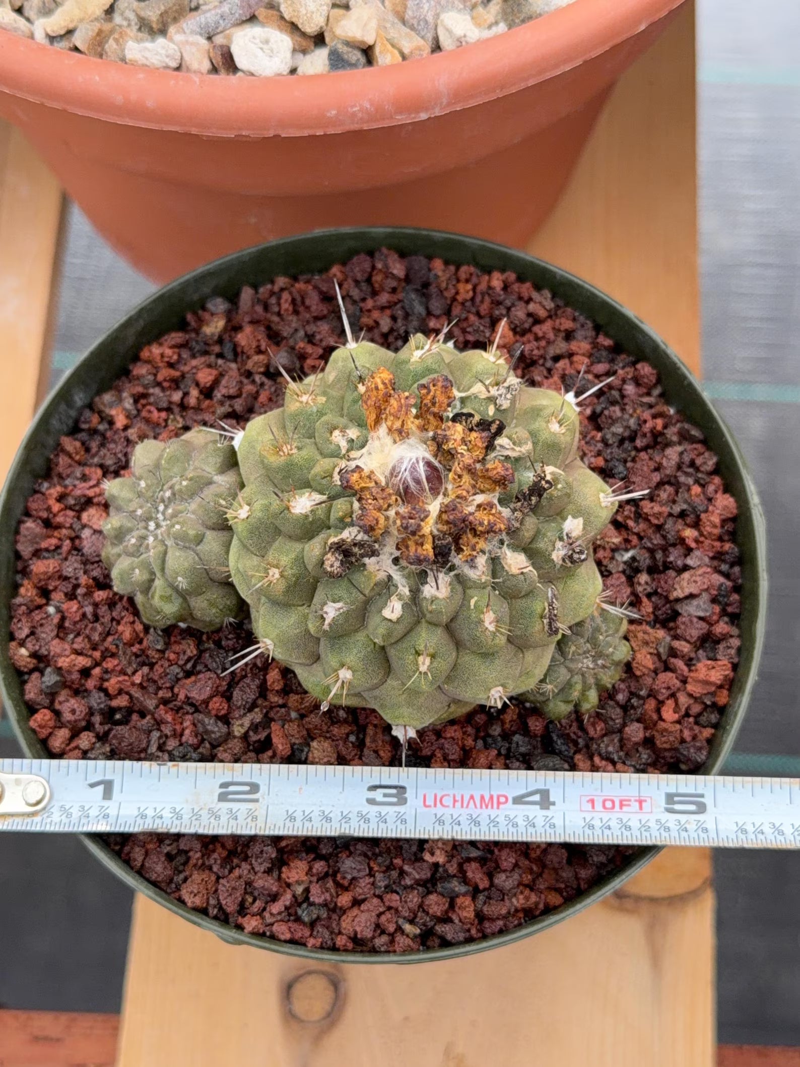 Copiapoa Hypogaea with Pups Rare Collector Cactus #858
