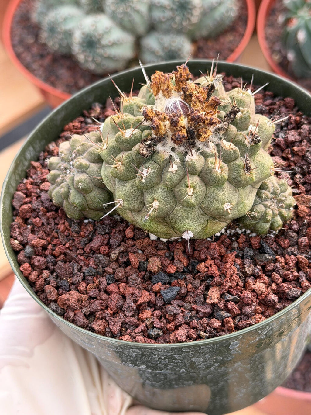 Copiapoa Hypogaea with Pups Rare Collector Cactus #858