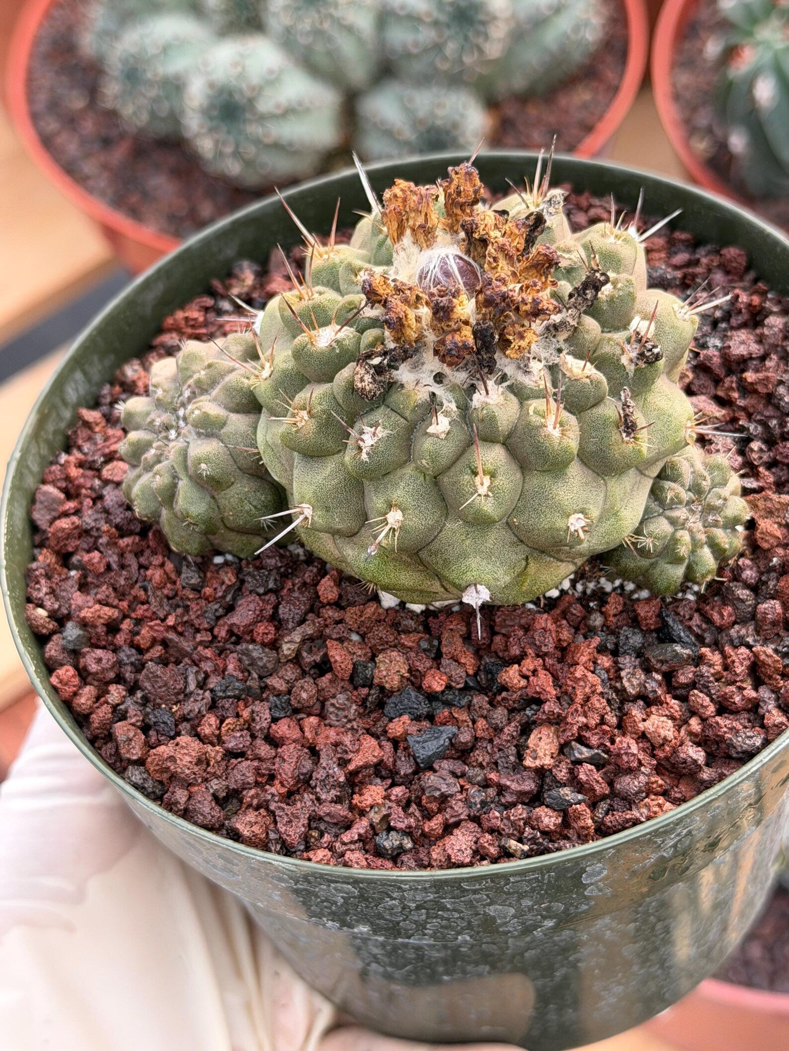 Copiapoa Hypogaea with Pups Rare Collector Cactus #858