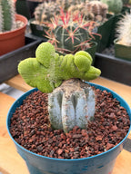 Crested Monkey Tail Inermis Grafted Cactus | Rare Live Cactus Plant | Collector Crested Succulent | Exact Plant