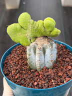 Crested Monkey Tail Inermis Grafted Cactus | Rare Live Cactus Plant | Collector Crested Succulent | Exact Plant