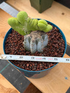 Crested Monkey Tail Inermis Grafted Cactus | Rare Live Cactus Plant | Collector Crested Succulent | Exact Plant