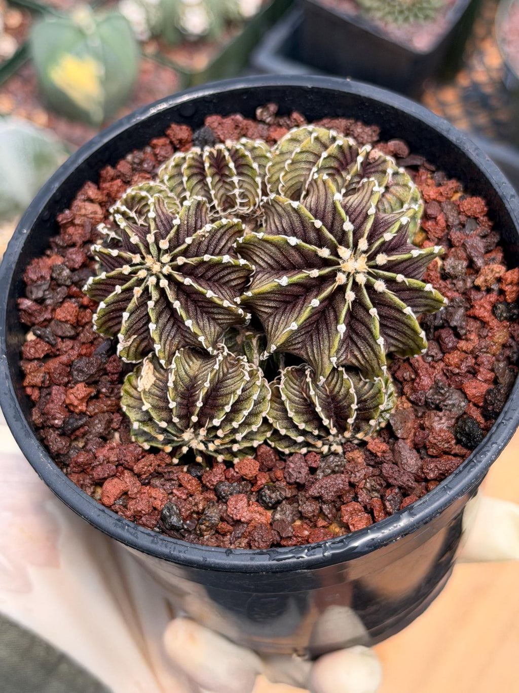 Gymnocalycium LB2178 Cluster | Rare Live Cactus | Collector Cactus | Exact Plant #385