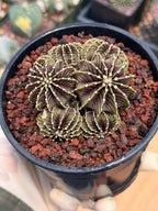 Gymnocalycium LB2178 Cluster | Rare Live Cactus | Collector Cactus | Exact Plant #385