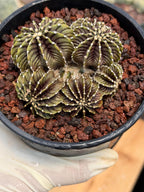 Gymnocalycium LB2178 Cluster | Rare Live Cactus | Collector Cactus | Exact Plant #385