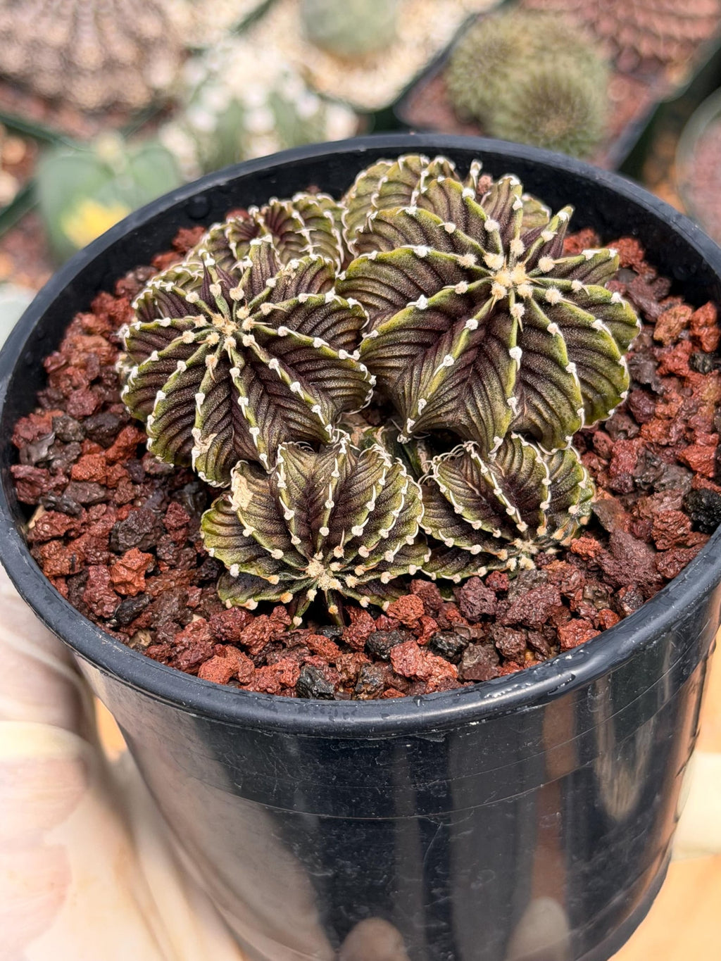 Gymnocalycium LB2178 Cluster | Rare Live Cactus | Collector Cactus | Exact Plant #385